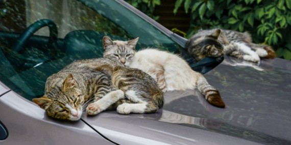 Kucing Menyukai Interior Mobil Honda